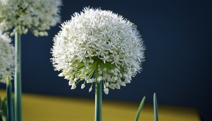 Obraz premium Spherical White Onion Flower