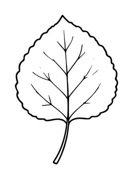 Hand-traced vector illustration of a single aspen leaf with delicate vein lines, decorative botanical line art icon for nature, autumn, and plant-themed graphic design projects.