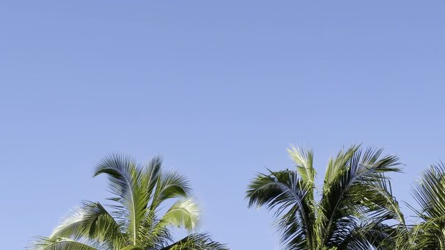 Coconut palm trees. The coconut (Cocos nucifera) is a member of the palm family (Arecaceae) and the only living species of the genus Cocos. Waikiki, Honolulu, Oahu, Hawaii