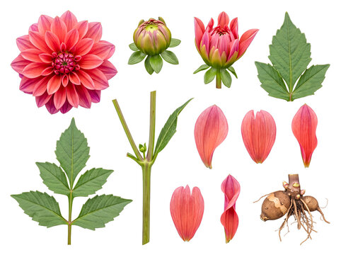 Detailed raster photograph of various exquisite coral peach dahlia plant components.