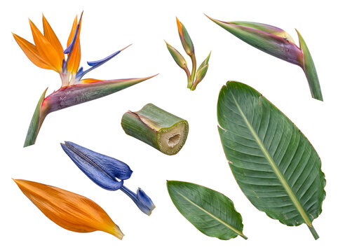 Detailed photographic collection of exotic Bird of Paradise flower parts.
