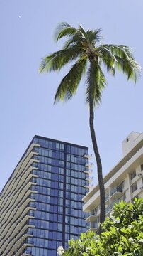 Coconut palm trees with the apartment or hotel building. The coconut (Cocos nucifera) is a member of the palm family (Arecaceae) and the only living species of the genus Cocos. Waikiki, Honolulu, Oahu