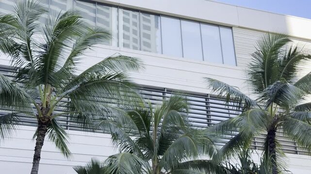 Coconut palm trees with the apartment or hotel building. The coconut (Cocos nucifera) is a member of the palm family (Arecaceae) and the only living species of the genus Cocos. Waikiki, Honolulu, Oahu