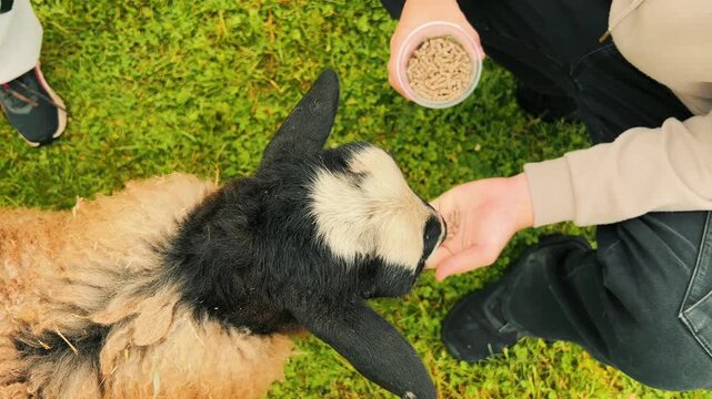 High-angle view of a person feeding food pellets from their hand to a small lamb in a grassy field. Ideal for agritourism, animal care, and eco-farming media.
