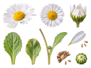 Detailed botanical study of the common daisy, Bellis perennis, with various life cycle elements, isolated for design. © Caroline
