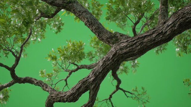 Oak tree branches against a vibrant green screen background with subtle camera zoom in during daylight