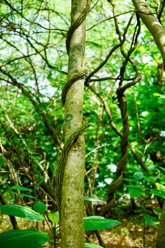 Close up shot of a woody climbing vine spiraling around a thin tree trunk with a blurred green forest background. Natural texture of liana creeping vine wrapped around a tree stem in a dense tropical 