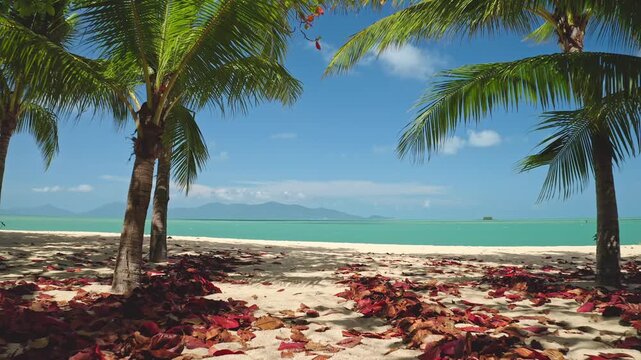 Tropical paradise on Samui Island beach, white sand covered with red leaves under palm trees, offering mesmerizing view of the turquoise ocean under blue sky. Summer vacation, travel to Thailand