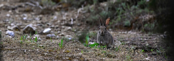 Wildkaninchen // European rabbit, coney (Oryctolagus cuniculus) - Kastilien-La Mancha, Spanien © bennytrapp