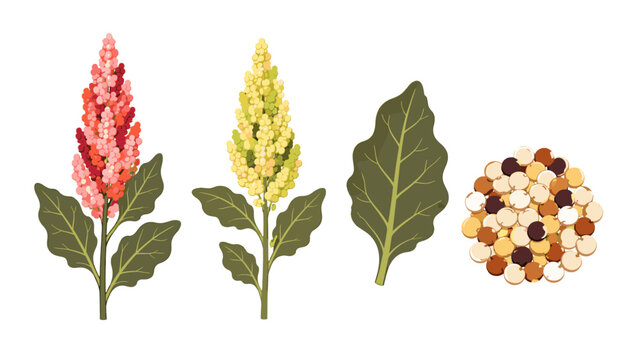 Quinoa plant stems leaves and seeds isolated botanical vector