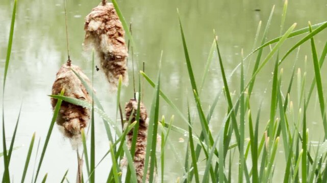 Fluffy brown cattails and vibrant green reeds stand covered in morning dew beside a quiet marshy lake. The peaceful, misty atmosphere inspires a deep sense of calm, tranquility, and natural wonder.