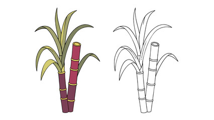 Obraz premium Colored and outline sugarcane plant vector illustration