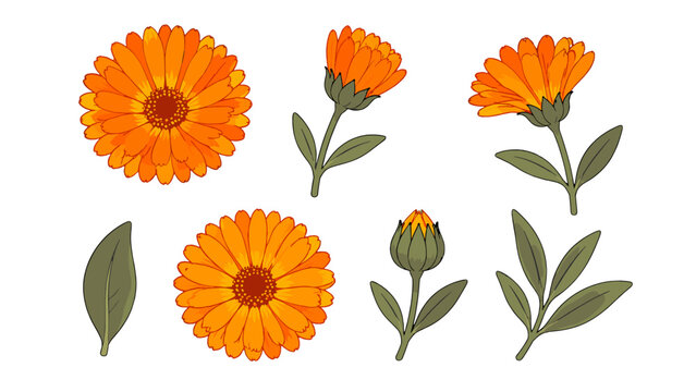 Orange calendula flower and leaf botanical vector set