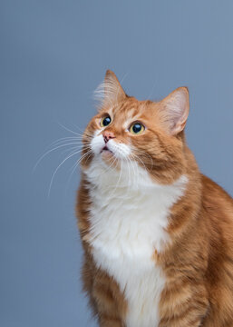 Portrait of a surprised fluffy ginger cat looking up.