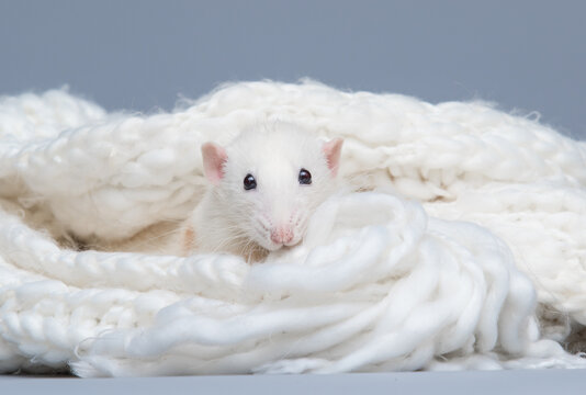 Close-up of a cute white rat peeking out of a cozy knitted blanket.