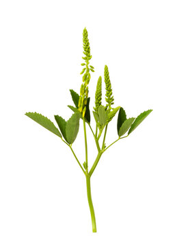 Green leaves and small flowers and buds of melilotus isolated on white or transparent background