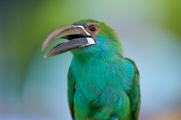 Fototapeta premium Close up Portrait of a Captive Pale Billed Aracari Outdoors
