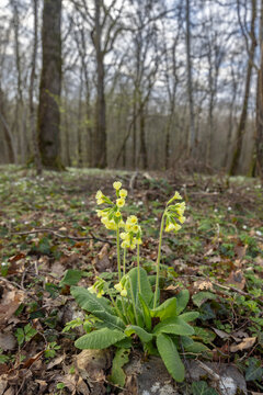 Primula veris cowslip flowers blooming in forest
