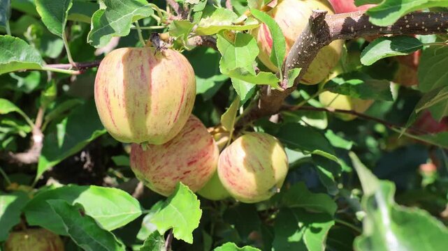 Ripe striped apples growing on tree branch