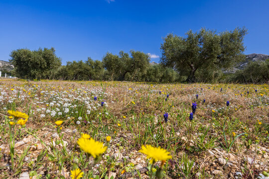 Provence olive grove field with blooming wildflowers
