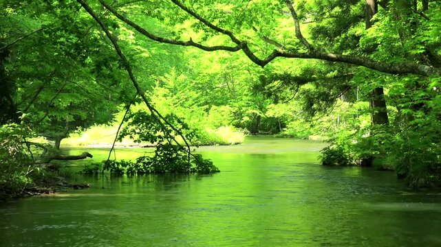 奥入瀬渓流、青森、日本