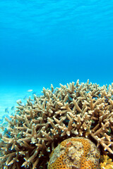 Coral reef with copy space in clear blue ocean water, underwater background Okinawa Japan © bongoman