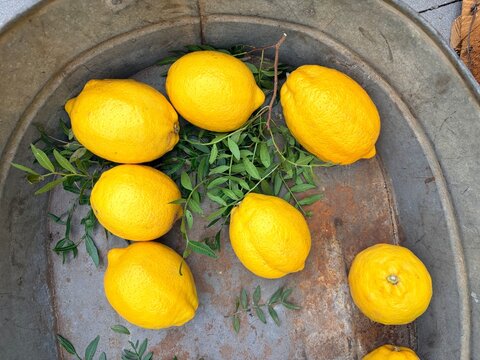 Top view of fresh yellow lemons scattered on a rustic weathered metal tray