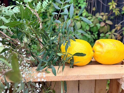 Large yellow lemons resting on a wooden surface surrounded by green foliage and small white flowers