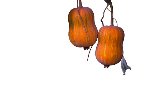 Fresh Organic Butternut Squash Growing on a Vine - Cutout Concept.Pair of Striped Orange Pumpkins with Vines on a Clean White Surface.Autumn Harvest: Organic Pumpkins Growing Outdoors (Isolated on Whi