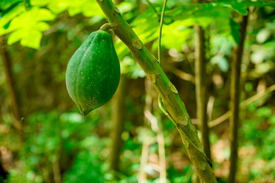 fresh avocado in the gardenClose up shot of a small young green papaya fruit growing on a stem with a blurred green foliage background. Unripe green papaya hanging on tree branch in tropical garden, s