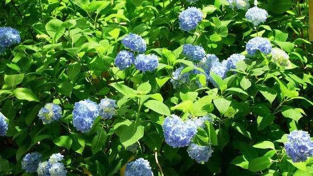 Hydrangea flowers bloom in vibrant clusters of blue and purple petals surrounded by lush green leaves.