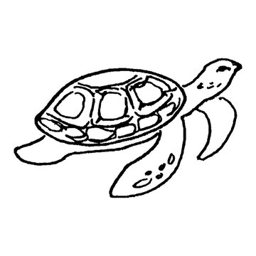 pencil sketch on transparent background - turtle