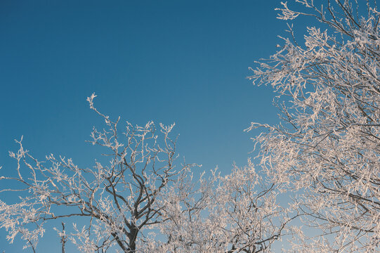 Winter landscape with frosted trees framed sky creates tranquility