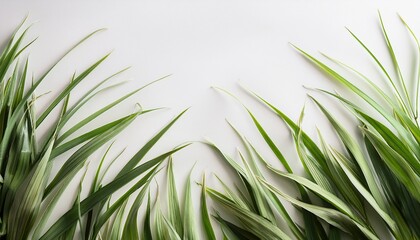 Naklejka premium Abstract Grass Background Light Fresh Colors On White Paper Green And Olive Grass Blades