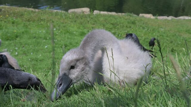 Mute Swan (Cygnus olor) cygnet eating grass in closeup, surrounded by Jackdaws. June, Kent, UK [Half speed]