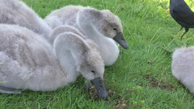 Mute Swan (Cygnus olor) cygnets eating grass in closeup. June, Kent, UK [Half speed]