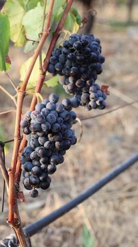 Ripe purple grapes hanging on a vine in a vineyard