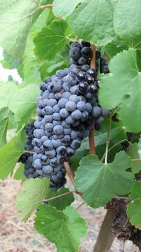 Ripe red grapes ripening on a vine in douro valley vineyard
