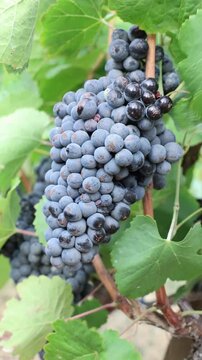 Ripe red wine grapes hanging on vine