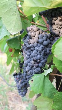 Ripe black grapes hanging on vine in douro valley, portugal
