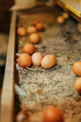 Fresh brown eggs resting in a wooden nest box with bedding and feathers inside a rustic chicken coop. Shallow depth of field creates natural copy space © ugis