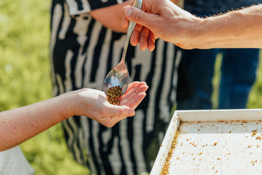 People examine and taste colorful bee pollen granules from a spoon beside a collection tray in a sunny grassy setting
