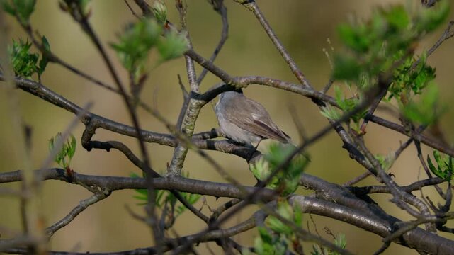 Eurasian blackcap (Sylvia atricapilla) singing, bird song
