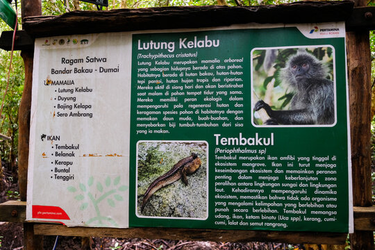 Riau, Indonesia - December 27, 2025: Educational wildlife signboard about silvery lutung and mudskipper at Bandar Bakau Mangrove Conservation Park in Dumai
