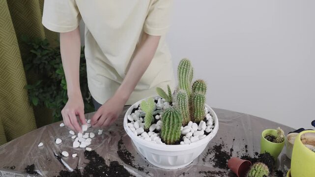 Young female places white decorative pebbles onto dark potting soil around green cactus plants inside plastic flowerpot.