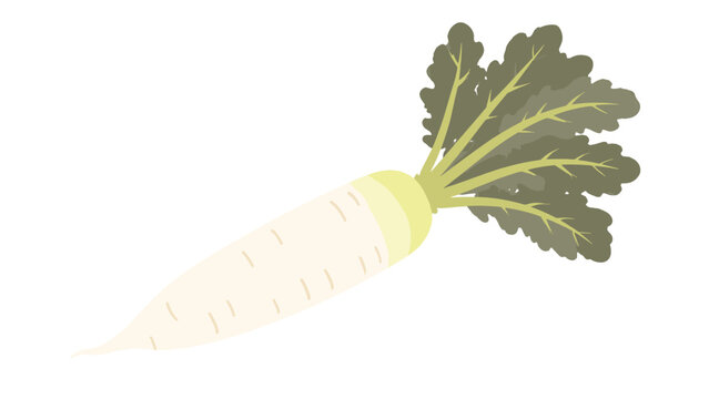 Daikon radish with green leaves isolated on white