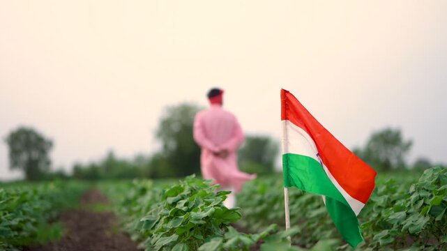 Indian farmer walking confidently at agriculture field while placed national tricolor flag 