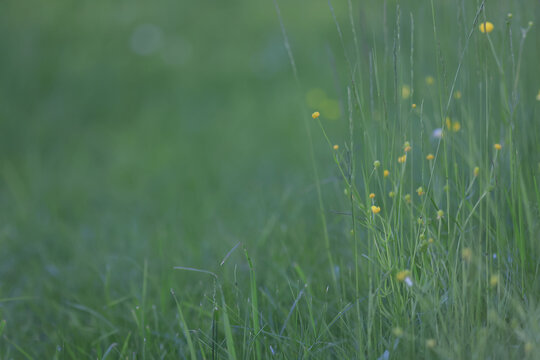 Eco background, summer meadow, delicate green soft color, real natural photo