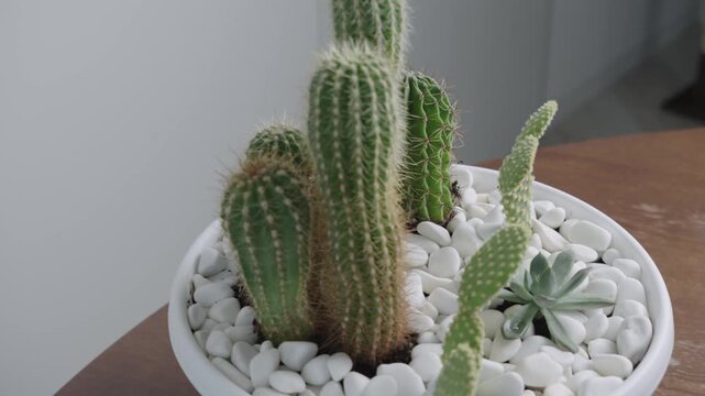 Close up of mixed houseplant arrangement with green cactus varieties and small succulent inside white plastic bowl on wooden table.