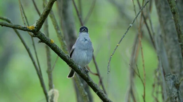 Eurasian blackcap (Sylvia atricapilla) singing, bird song